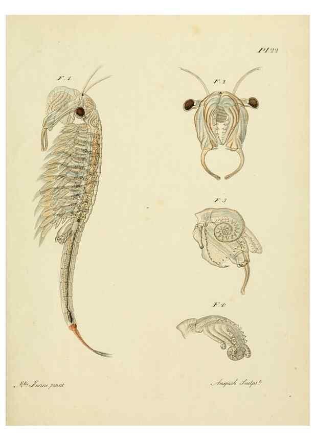 Reproducción/Reproduction 9214560879: Histoire des monocles qui se trouvent aux environs de Genève /. Genève,J.J. Paschoud,1820.