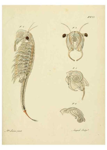 Reproducción/Reproduction 9214560879: Histoire des monocles qui se trouvent aux environs de Genève /. Genève,J.J. Paschoud,1820.
