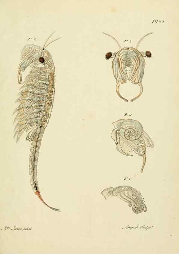 Reproducción/Reproduction 9214560879: Histoire des monocles qui se trouvent aux environs de Genève /. Genève,J.J. Paschoud,1820.