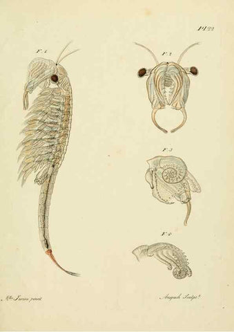 Reproducción/Reproduction 9214560879: Histoire des monocles qui se trouvent aux environs de Genève /. Genève,J.J. Paschoud,1820.