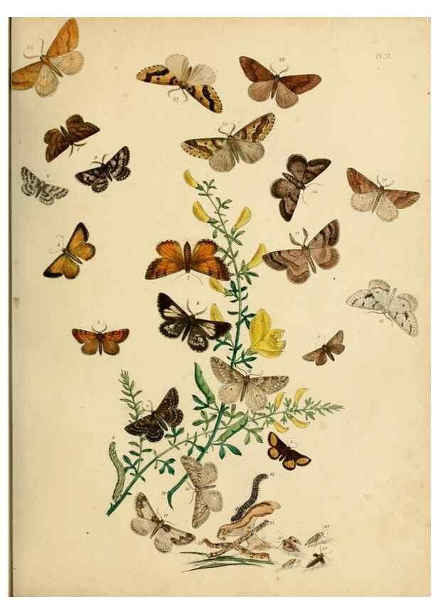 Reproducción/Reproduction 9216251423: British moths and their transformations.. London :W. Smith,1843-45.