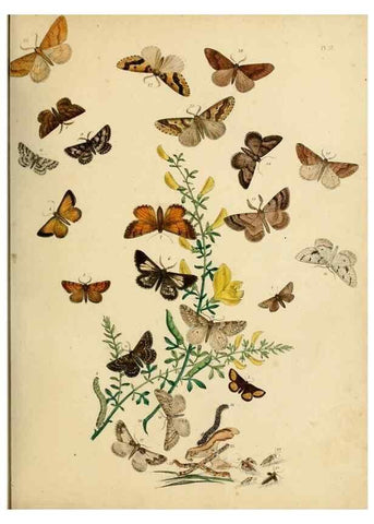 Reproducción/Reproduction 9216251423: British moths and their transformations.. London :W. Smith,1843-45.