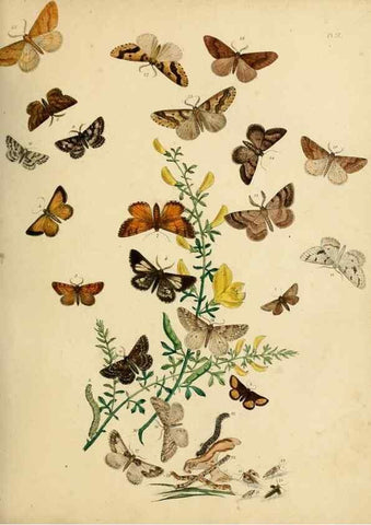 Reproducción/Reproduction 9216251423: British moths and their transformations.. London :W. Smith,1843-45.