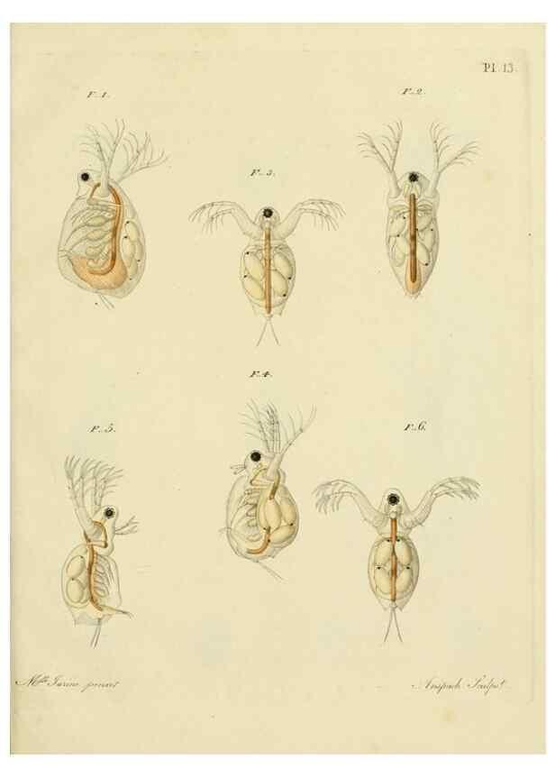 Reproducción/Reproduction 9214550847: Histoire des monocles qui se trouvent aux environs de Genève /. Genève,J.J. Paschoud,1820.