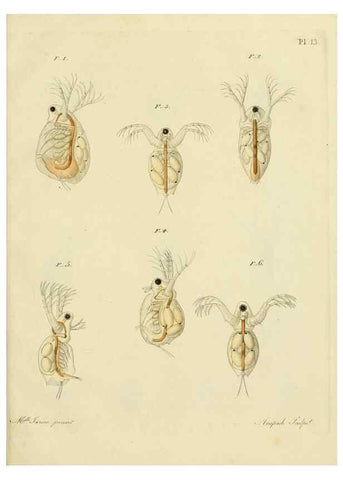 Reproducción/Reproduction 9214550847: Histoire des monocles qui se trouvent aux environs de Genève /. Genève,J.J. Paschoud,1820.