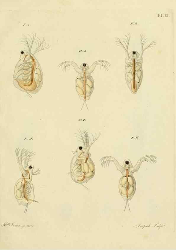 Reproducción/Reproduction 9214550847: Histoire des monocles qui se trouvent aux environs de Genève /. Genève,J.J. Paschoud,1820.