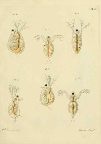 Reproducción/Reproduction 9214550847: Histoire des monocles qui se trouvent aux environs de Genève /. Genève,J.J. Paschoud,1820.