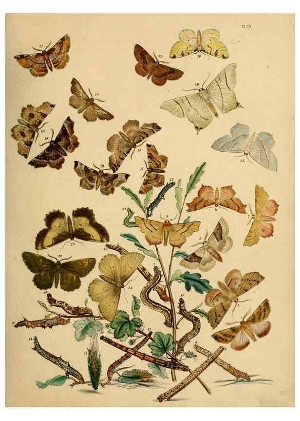 Reproducción/Reproduction 9216252917: British moths and their transformations.. London :W. Smith,1843-45.