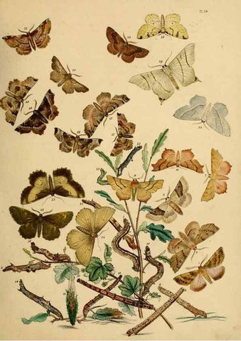 Reproducción/Reproduction 9216252917: British moths and their transformations.. London :W. Smith,1843-45.