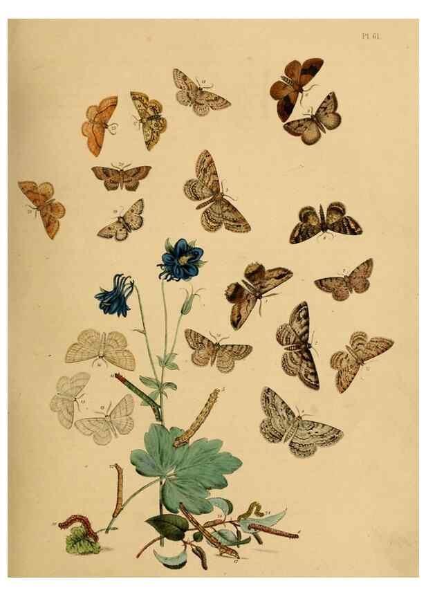 Reproducción/Reproduction 9219029708: British moths and their transformations.. London :W. Smith,1843-45.
