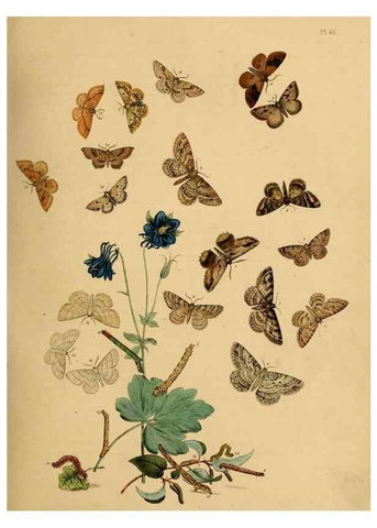 Reproducción/Reproduction 9219029708: British moths and their transformations.. London :W. Smith,1843-45.