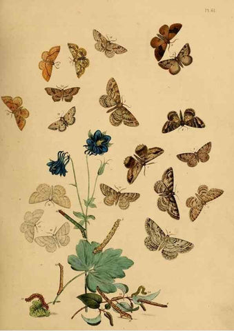 Reproducción/Reproduction 9219029708: British moths and their transformations.. London :W. Smith,1843-45.