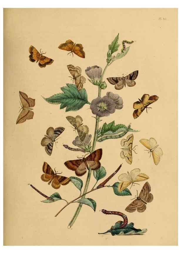 Reproducción/Reproduction 9216257081: British moths and their transformations.. London :W. Smith,1843-45.