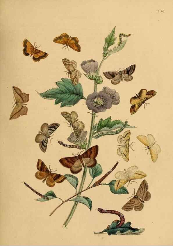 Reproducción/Reproduction 9216257081: British moths and their transformations.. London :W. Smith,1843-45.