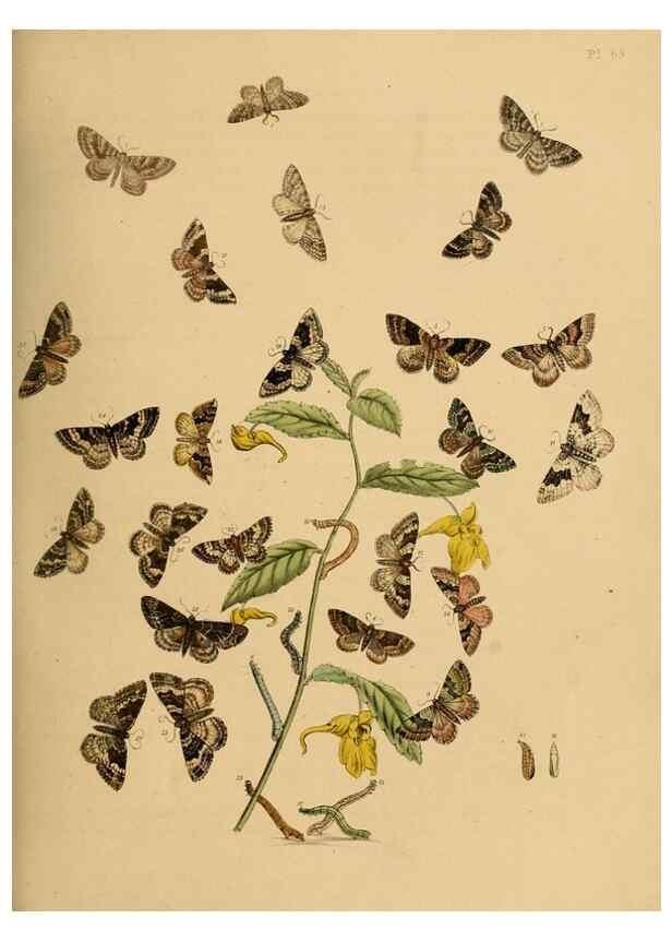 Reproducción/Reproduction 9216258519: British moths and their transformations.. London :W. Smith,1843-45.