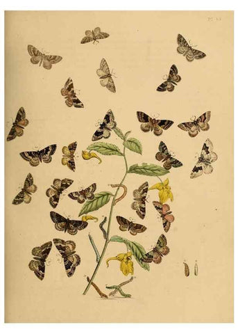 Reproducción/Reproduction 9216258519: British moths and their transformations.. London :W. Smith,1843-45.