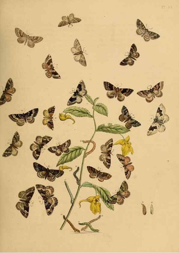 Reproducción/Reproduction 9216258519: British moths and their transformations.. London :W. Smith,1843-45.