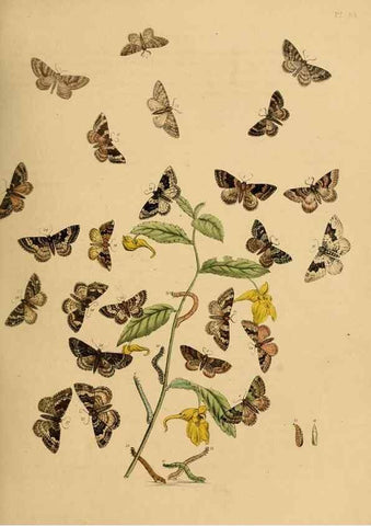 Reproducción/Reproduction 9216258519: British moths and their transformations.. London :W. Smith,1843-45.
