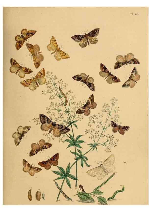 Reproducción/Reproduction 9219033802: British moths and their transformations.. London :W. Smith,1843-45.