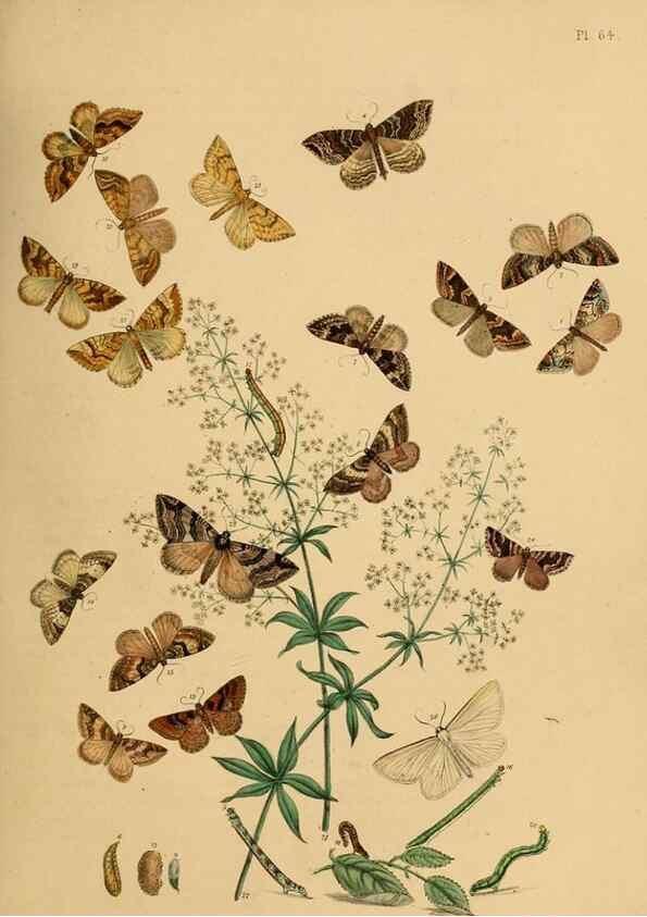 Reproducción/Reproduction 9219033802: British moths and their transformations.. London :W. Smith,1843-45.