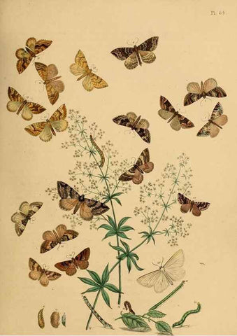 Reproducción/Reproduction 9219033802: British moths and their transformations.. London :W. Smith,1843-45.