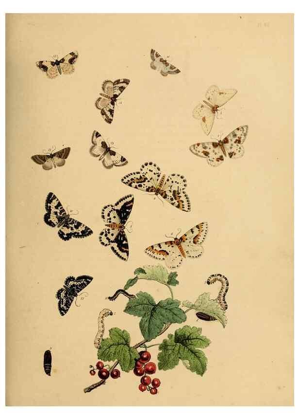 Reproducción/Reproduction 9219035504: British moths and their transformations.. London :W. Smith,1843-45.