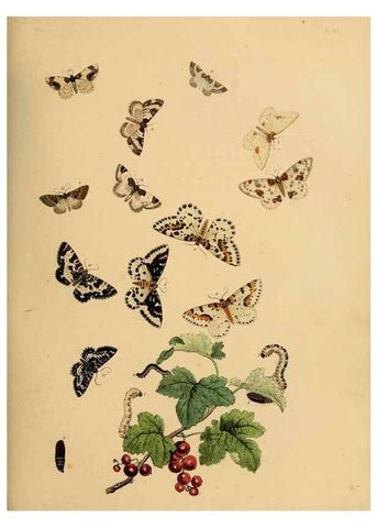 Reproducción/Reproduction 9219035504: British moths and their transformations.. London :W. Smith,1843-45.