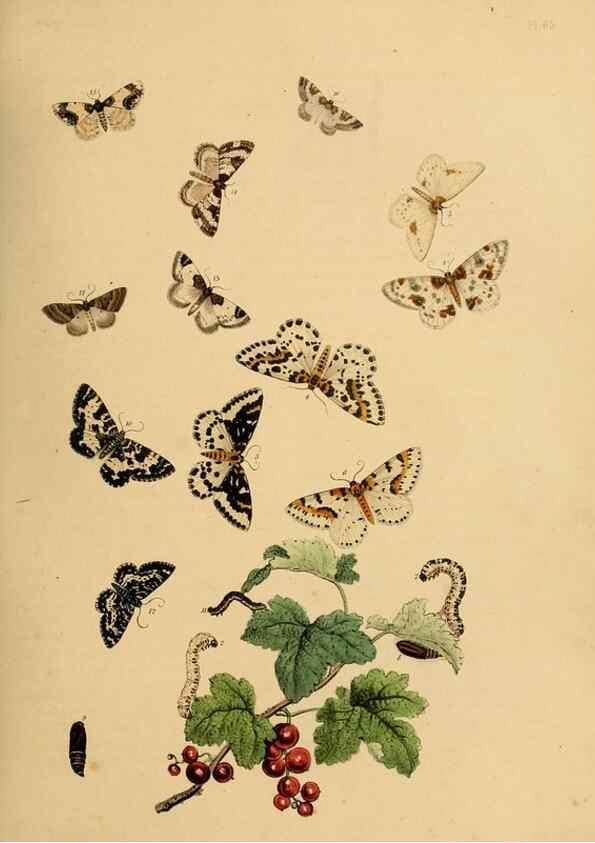 Reproducción/Reproduction 9219035504: British moths and their transformations.. London :W. Smith,1843-45.