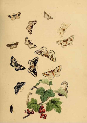 Reproducción/Reproduction 9219035504: British moths and their transformations.. London :W. Smith,1843-45.
