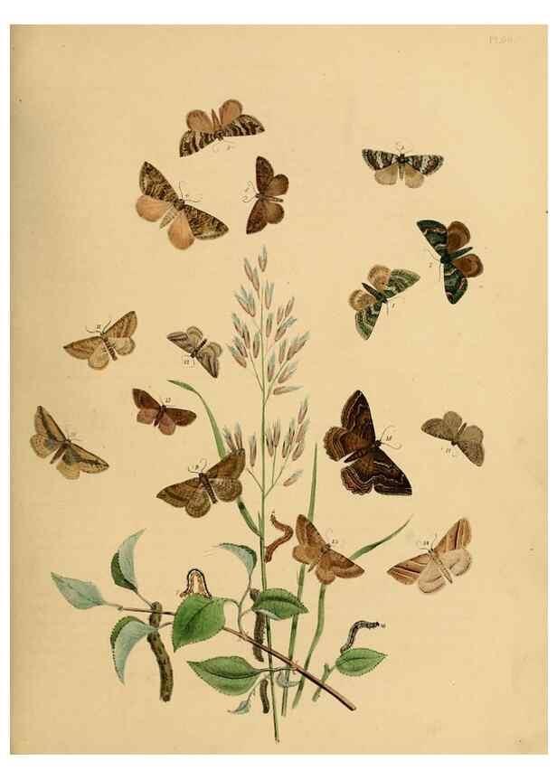 Reproducción/Reproduction 9216262865: British moths and their transformations.. London :W. Smith,1843-45.