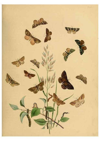 Reproducción/Reproduction 9216262865: British moths and their transformations.. London :W. Smith,1843-45.