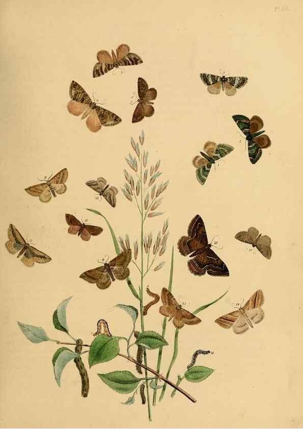 Reproducción/Reproduction 9216262865: British moths and their transformations.. London :W. Smith,1843-45.