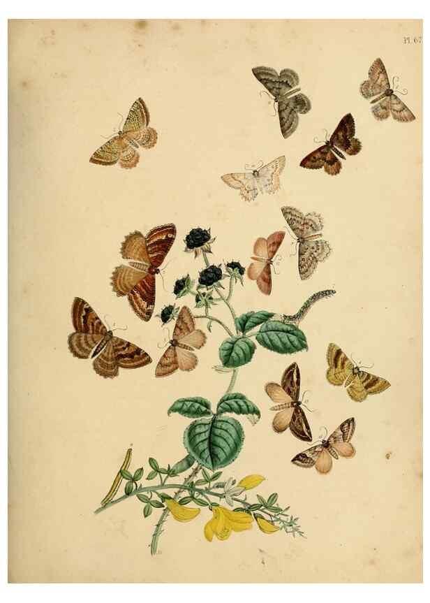 Reproducción/Reproduction 9219038218: British moths and their transformations.. London :W. Smith,1843-45.