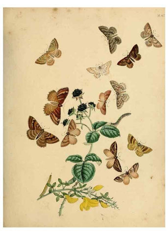 Reproducción/Reproduction 9219038218: British moths and their transformations.. London :W. Smith,1843-45.
