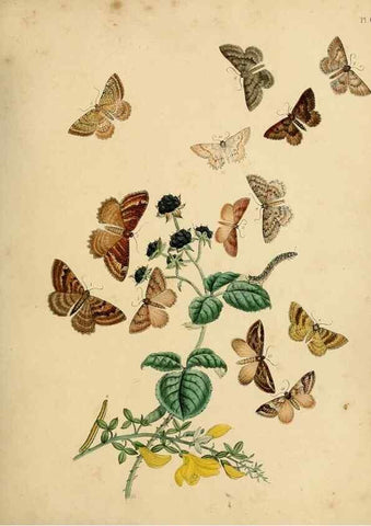 Reproducción/Reproduction 9219038218: British moths and their transformations.. London :W. Smith,1843-45.