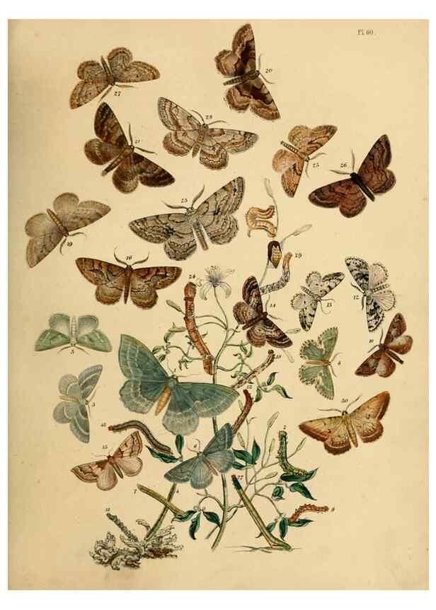 Reproducción/Reproduction 9219028174: British moths and their transformations.. London :W. Smith,1843-45.
