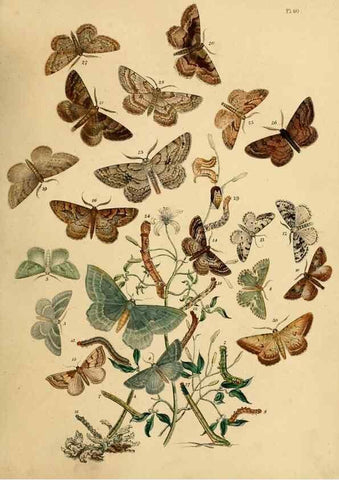 Reproducción/Reproduction 9219028174: British moths and their transformations.. London :W. Smith,1843-45.