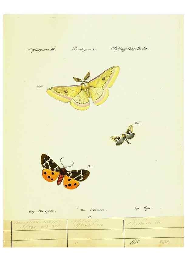 Reproducción/Reproduction 9101645442: Hübner's papilio. S.l. :s.n.,1796-1841