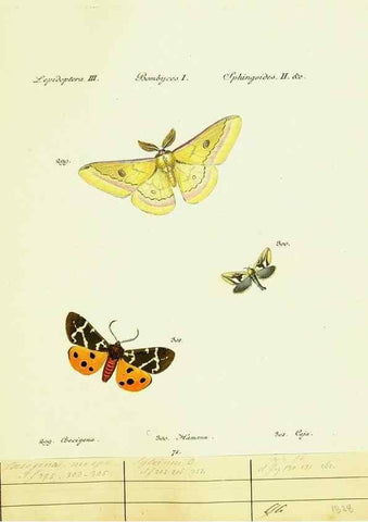 Reproducción/Reproduction 9101645442: Hübner's papilio. S.l. :s.n.,1796-1841