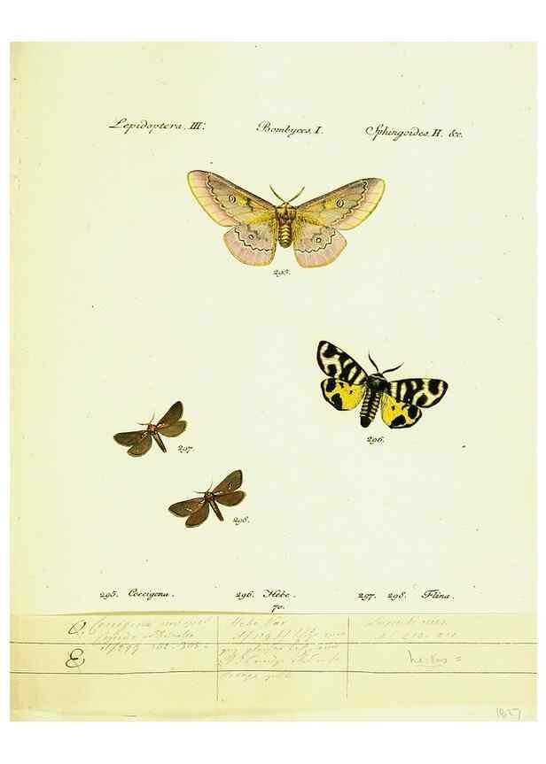 Reproducción/Reproduction 9101644030: Hübner's papilio. S.l. :s.n.,1796-1841