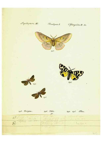 Reproducción/Reproduction 9101644030: Hübner's papilio. S.l. :s.n.,1796-1841