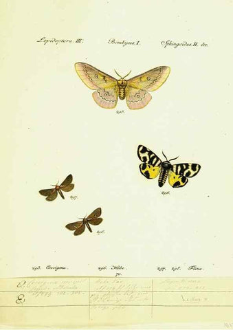 Reproducción/Reproduction 9101644030: Hübner's papilio. S.l. :s.n.,1796-1841