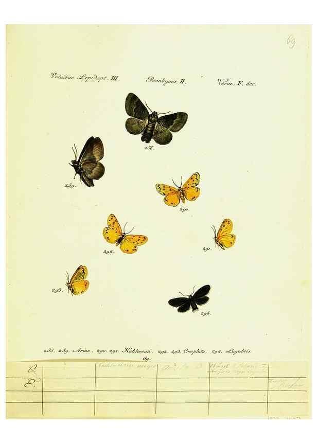 Reproducción/Reproduction 9101642542: Hübner's papilio. S.l. :s.n.,1796-1841