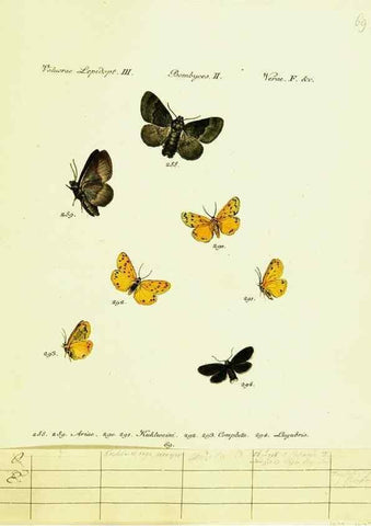 Reproducción/Reproduction 9101642542: Hübner's papilio. S.l. :s.n.,1796-1841
