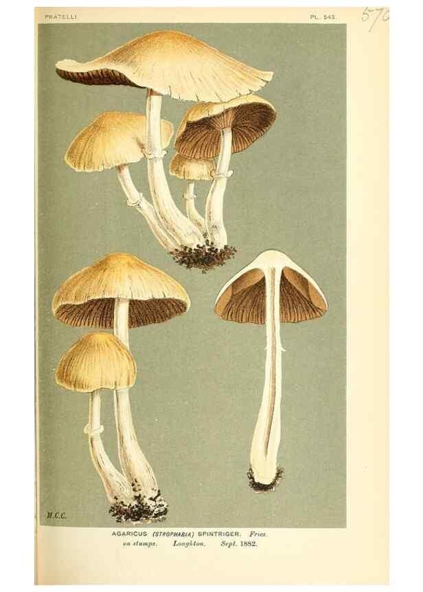 Reproducción/Reproduction 9016473932: Illustrations of British Fungi (Hymenomycetes), to serve as an atlas to the ""Handbook of British Fungi"".. LondonWilliams and Norgate1881-91