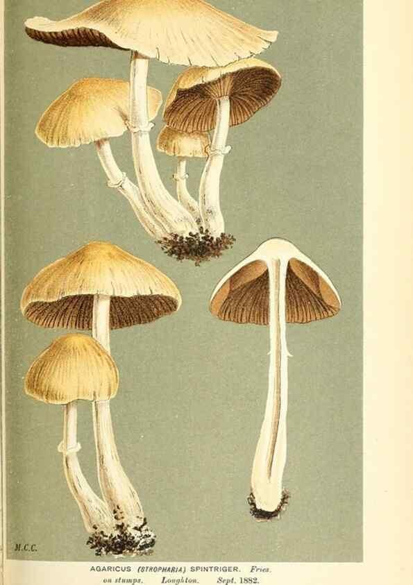Reproducción/Reproduction 9016473932: Illustrations of British Fungi (Hymenomycetes), to serve as an atlas to the ""Handbook of British Fungi"".. LondonWilliams and Norgate1881-91
