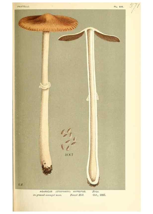 Reproducción/Reproduction 9016475162: Illustrations of British Fungi (Hymenomycetes), to serve as an atlas to the ""Handbook of British Fungi"".. LondonWilliams and Norgate1881-91