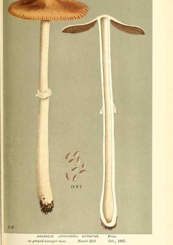 Reproducción/Reproduction 9016475162: Illustrations of British Fungi (Hymenomycetes), to serve as an atlas to the ""Handbook of British Fungi"".. LondonWilliams and Norgate1881-91