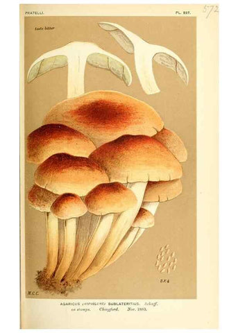 Reproducción/Reproduction 9016476574: Illustrations of British Fungi (Hymenomycetes), to serve as an atlas to the ""Handbook of British Fungi"".. LondonWilliams and Norgate1881-91