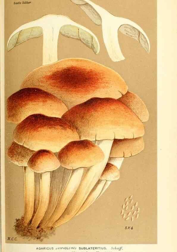 Reproducción/Reproduction 9016476574: Illustrations of British Fungi (Hymenomycetes), to serve as an atlas to the ""Handbook of British Fungi"".. LondonWilliams and Norgate1881-91